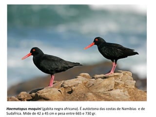 Haematopus moquini (gabita negra africana). É autóctona das costas de Namibias e de
Sudafrica. Mide de 42 a 45 cm e pesa entre 665 e 730 gr.
 