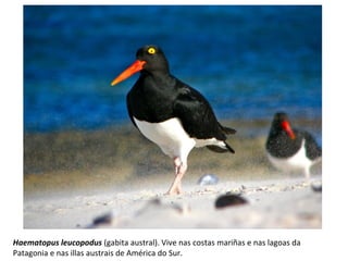 Haematopus leucopodus (gabita austral). Vive nas costas mariñas e nas lagoas da
Patagonia e nas illas austrais de América do Sur.
 