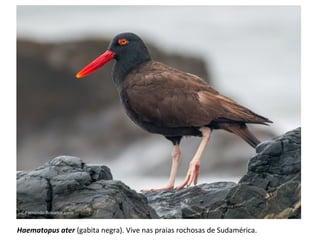 Haematopus ater (gabita negra). Vive nas praias rochosas de Sudamérica.
 