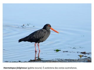 Haematopus fuliginosus (gabita escura). É autóctona das costas australianas.
 