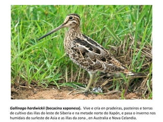 Gallinago hardwickii (becacina xaponesa). Vive e cría en pradeiras, pasteiros e terras
de cultivo das illas do leste de Siberia e na metade norte do Xapón, e pasa o inverno nos
humidais do surleste de Asia e as illas da zona , en Australia e Nova Celandia.
 