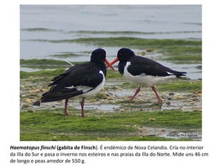 Haematopus finschi (gabita de Finsch). É endémico de Nova Celandia. Cría no interior
da Illa do Sur e pasa o inverno nos esteiros e nas praias da Illa do Norte. Mide uns 46 cm
de longo e peas arredor de 550 g.
 