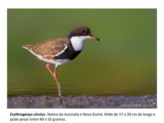 Erythrogonys cinctus. Nativo de Australia e Nova Guiné. Mide de 17 a 20 cm de longo e
pode pesar entre 40 e 55 gramos.
 