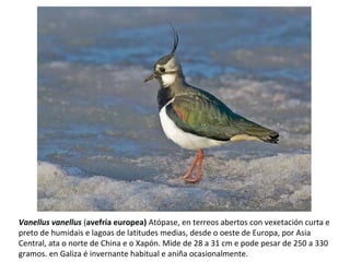 Vanellus vanellus (avefría europea) Atópase, en terreos abertos con vexetación curta e
preto de humidais e lagoas de latitudes medias, desde o oeste de Europa, por Asia
Central, ata o norte de China e o Xapón. Mide de 28 a 31 cm e pode pesar de 250 a 330
gramos. en Galiza é invernante habitual e aniña ocasionalmente.
 
