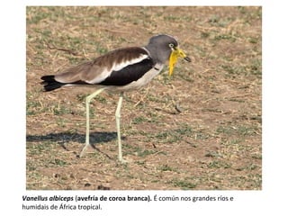 Vanellus albiceps (avefría de coroa branca). É común nos grandes ríos e
humidais de África tropical.
 