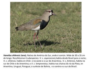 Vanellus chilensis (tero). Nativo de América do Sur, onde é común. Mide de 30 a 35 cm
de longo. Recoñécense 4 subespecies: V. c. cayennensis,habita desde Brasil para o norte;
V. c. chilensis, habita en Chile e no oeste e o sur de Arxentina;. V. c. fretensis, habita no
sur de Chile e de Arxentina; e V. c. lampronotus, habita nas chairas do río da Plata, en
Arxentina, Uruguai, Paraguai, o surleste de Bolivia, e o centro e o sur do Brasil.
 