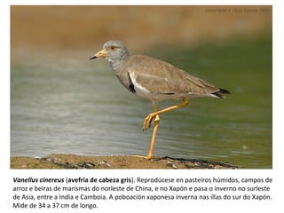 Vanellus cinereus (avefría de cabeza gris). Reprodúcese en pasteiros húmidos, campos de
arroz e beiras de marismas do norleste de China, e no Xapón e pasa o inverno no surleste
de Asia, entre a India e Camboia. A poboación xaponesa inverna nas illas do sur do Xapón.
Mide de 34 a 37 cm de longo.
 