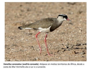Vanellus coronatus (avefría coroada). Atópase en moitos territorios de África, desde a
costa do Mar Vermello ata o sur e o suroeste.
 