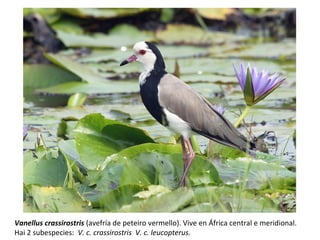 Vanellus crassirostris (avefría de peteiro vermello). Vive en África central e meridional.
Hai 2 subespecies: V. c. crassirostris V. c. leucopterus.
 