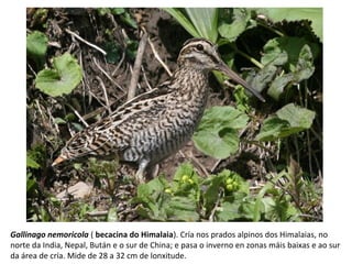 Gallinago nemoricola ( becacina do Himalaia). Cría nos prados alpinos dos Himalaias, no
norte da India, Nepal, Bután e o sur de China; e pasa o inverno en zonas máis baixas e ao sur
da área de cría. Mide de 28 a 32 cm de lonxitude.
 