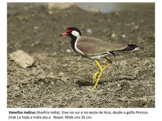 Vanellus indicus (Avefría india). Vive no sur e no oeste de Asia, desde o golfo Pérsico
(Irak ) e toda a India ata o Nepal. Mide uns 35 cm.
 