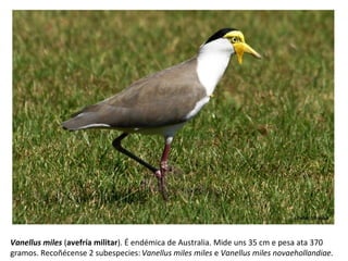 Vanellus miles (avefría militar). É endémica de Australia. Mide uns 35 cm e pesa ata 370
gramos. Recoñécense 2 subespecies: Vanellus miles miles e Vanellus miles novaehollandiae.
 