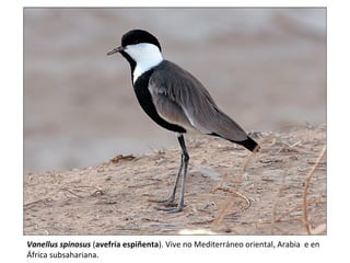 Vanellus spinosus (avefría espiñenta). Vive no Mediterráneo oriental, Arabia e en
África subsahariana.
 
