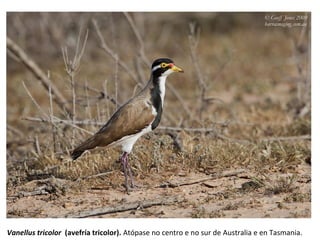 Vanellus tricolor (avefría tricolor). Atópase no centro e no sur de Australia e en Tasmania.
 