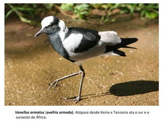 Vanellus armatus (avefría armada). Atópase desde Kenia e Tanzania ata o sur e o
suroeste de África.
 
