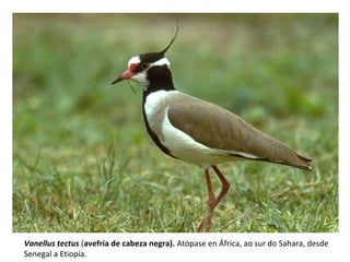 Vanellus tectus (avefría de cabeza negra). Atópase en África, ao sur do Sahara, desde
Senegal a Etiopía.
 