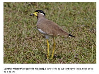 Vanellus malabaricus (avefría malabar). É autóctona do subcontinente indio. Mide entre
26 e 28 cm.
 