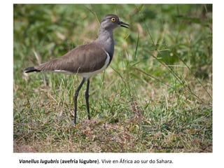 Vanellus lugubris (avefría lúgubre). Vive en África ao sur do Sahara.
 