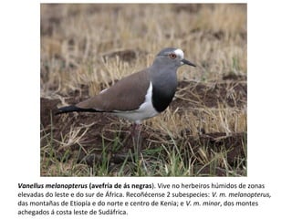 Vanellus melanopterus (avefría de ás negras). Vive no herbeiros húmidos de zonas
elevadas do leste e do sur de África. Recoñécense 2 subespecies: V. m. melanopterus,
das montañas de Etiopía e do norte e centro de Kenia; e V. m. minor, dos montes
achegados á costa leste de Sudáfrica.
 