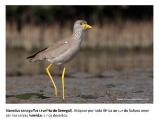 Vanellus senegallus (avefría do Senegal). Atópase por toda África ao sur do Sahara anon
ser nas selvas húmidas e nos desertos.
 