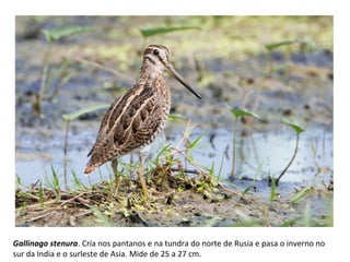 Gallinago stenura. Cría nos pantanos e na tundra do norte de Rusia e pasa o inverno no
sur da India e o surleste de Asia. Mide de 25 a 27 cm.
 
