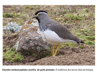 Vanellus melanocephalus (avefría de peito pintado). É endémica das terras altas de Etiopía.
 