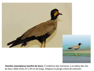 Vanellus macropterus (avefría de Xava). É endémica das marismas e os deltas dos ríos
de Xava. Mide entre 27 e 29 cm de longo. Atópase en perigo crítico de extinción.
 