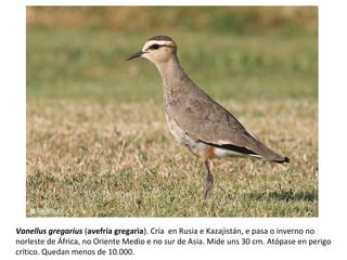 Vanellus gregarius (avefría gregaria). Cría en Rusia e Kazajistán, e pasa o inverno no
norleste de África, no Oriente Medio e no sur de Asia. Mide uns 30 cm. Atópase en perigo
crítico. Quedan menos de 10.000.
 