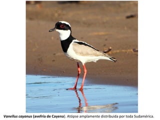 Vanellus cayanus (avefría de Cayena). Atópse amplamente distribuida por toda Sudamérica.
 