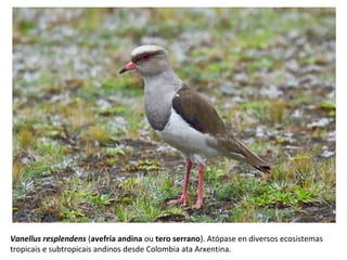 Vanellus resplendens (avefría andina ou tero serrano). Atópase en diversos ecosistemas
tropicais e subtropicais andinos desde Colombia ata Arxentina.
 