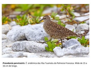 Prosobonia parvirostris. É endémica das Illas Tuamotu da Polinesia Francesa. Mide de 15 a
16 cm de longo.
 