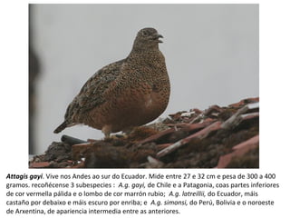 Attagis gayi. Vive nos Andes ao sur do Ecuador. Mide entre 27 e 32 cm e pesa de 300 a 400
gramos. recoñécense 3 subespecies : A.g. gayi, de Chile e a Patagonia, coas partes inferiores
de cor vermella pálida e o lombo de cor marrón rubio; A.g. latreillii, do Ecuador, máis
castaño por debaixo e máis escuro por enriba; e A.g. simonsi, do Perú, Bolivia e o noroeste
de Arxentina, de apariencia intermedia entre as anteriores.
 