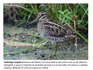 Gallinago megala (becacina do Baikal). Cría en pradeiras do centro e do sur de Siberia e
Mongolia e pasa os invernos en humidais do leste e o sur da India, Sri Lanka e o surleste
Asiático. Mide de 27 a 29 cm e pesa uns 120 gr.
 