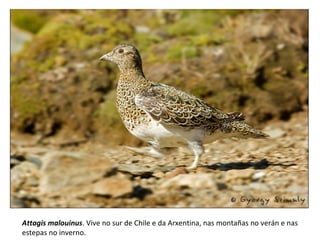 Attagis malouinus. Vive no sur de Chile e da Arxentina, nas montañas no verán e nas
estepas no inverno.
 