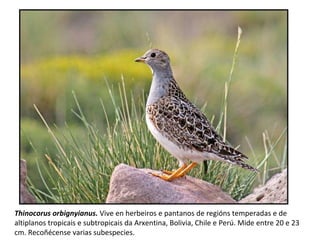 Thinocorus orbignyianus. Vive en herbeiros e pantanos de regións temperadas e de
altiplanos tropicais e subtropicais da Arxentina, Bolivia, Chile e Perú. Mide entre 20 e 23
cm. Recoñécense varias subespecies.
 