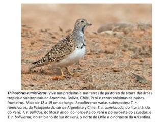 Thinocorus rumicivorus. Vive nas pradeiras e nas terras de pastoreo de altura das áreas
tropicis e subtropicais de Arxentina, Bolivia, Chile, Perú e zonas próximas de paises
fronteiros. Mide de 18 a 19 cm de longo. Recoñécense varias subespecies: T. r.
rumicivorus, da Patagonia do sur de Argentina y Chile; T. r. cuneicauda, do litoral árido
do Perú; T. r. pallidus, do litoral árido do noroeste do Perú e do suroeste do Ecuador; e
T. r. bolivianus, do altiplano do sur do Perú, o norte de Chile e o noroeste da Arxentina.
 