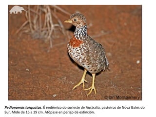 Pedionomus torquatus. É endémico do surleste de Australia, pasteiros de Nova Gales do
Sur. Mide de 15 a 19 cm. Atópase en perigo de extinción.
 