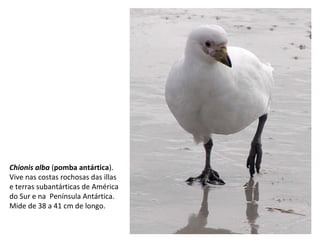 Chionis alba (pomba antártica).
Vive nas costas rochosas das illas
e terras subantárticas de América
do Sur e na Península Antártica.
Mide de 38 a 41 cm de longo.
 
