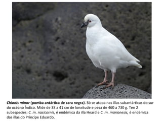 Chionis minor (pomba antártica de cara negra). Só se atopa nas illas subantárticas do sur
do océano Índico. Mide de 38 a 41 cm de lonxitude e pesa de 460 a 730 g. Ten 2
subespecies: C. m. nasicornis, é endémica da illa Heard e C. m. marionesis, é endémica
das illas do Príncipe Eduardo.
 