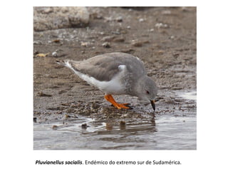 Pluvianellus socialis. Endémico do extremo sur de Sudamérica.
 