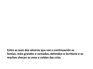 Entre as aves dos xéneros que van a continuación as
femias, máis grandes e coreadas, defenden o territorio e os
machos chocan os ovos e coidan das crías.
 