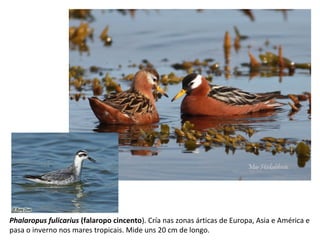 Phalaropus fulicarius (falaropo cincento). Cría nas zonas árticas de Europa, Asia e América e
pasa o inverno nos mares tropicais. Mide uns 20 cm de longo.
 