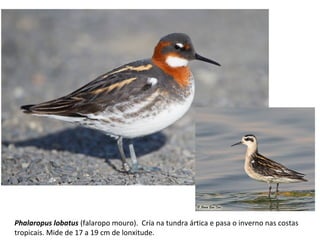 Phalaropus lobatus (falaropo mouro). Cría na tundra ártica e pasa o inverno nas costas
tropicais. Mide de 17 a 19 cm de lonxitude.
 