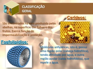 Fosfolipídios:
Cerídeos:
São encontrados na cera produzida pelas
abelhas, na superfície das folhas e dos
frutos. Exerce função de
impermeabilização e proteção.
Moléculas anfipáticas, isto é, possui
uma região polar (cabeça hidrofílica),
tendo afinidade por água, e outra
região apolar (calda hidrofóbica), que
repele a água.
 