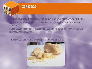 FORMADOS PELA REAÇÃO ENTRE ÁCIDO GRAXO COM ÁLCOOL DE PESO
MOLECULAR MAIOR QUE O GLICEROL, OU SEJA, ÁLCOOL DE CADEIA
LONGA.
EVITAM A PERDA EXCESSIVA DE ÁGUA EM FOLHAS E FRUTOS (FUNÇÃO
IMPERMEABILIZANTE).
EXEMPLO: CERA DE CARNAÚBA, CERA DE ABELHA.
 