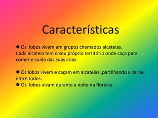 Características Os  lobos vivem em grupos chamados alcateias.Cada alcateia tem o seu próprio território onde caça para comer e cuida das suas crias. Os lobos vivem e caçam em alcateias ,partilhando a carne  entre todos. Os  lobos uivam durante a noite na floresta.
