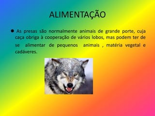 ALIMENTAÇÃOAs presas são normalmente animais de grande porte, cuja caça obriga à cooperação de vários lobos, mas podem ter de se  alimentarde pequenos  animais , matéria vegetal e cadáveres.
