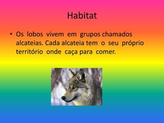 HabitatOs  lobos  vivem  em  grupos chamados  alcateias. Cada alcateia tem  o  seu  próprio   território  onde  caça para  comer.