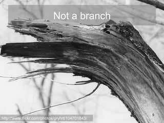 Not a branch http://www.flickr.com/photos/gryhrt/104701843/ 