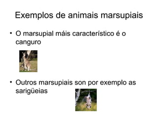 Exemplos de animais marsupiais 
• O marsupial máis característico é o 
canguro 
• Outros marsupiais son por exemplo as 
sarigüeias 
 